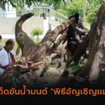 คอหวยไม่พลาด! ตีเลขเด็ด “เห็ดปลวก”