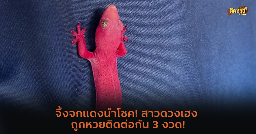 จิ้งจกแดงนำโชค! สาวดวงเฮง ถูกหวยติดต่อกัน 3 งวด!