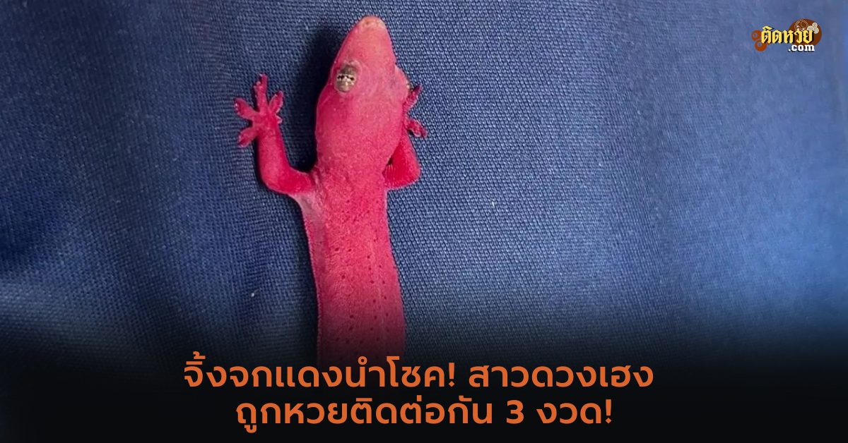 จิ้งจกแดงนำโชค! สาวดวงเฮง ถูกหวยติดต่อกัน 3 งวด!