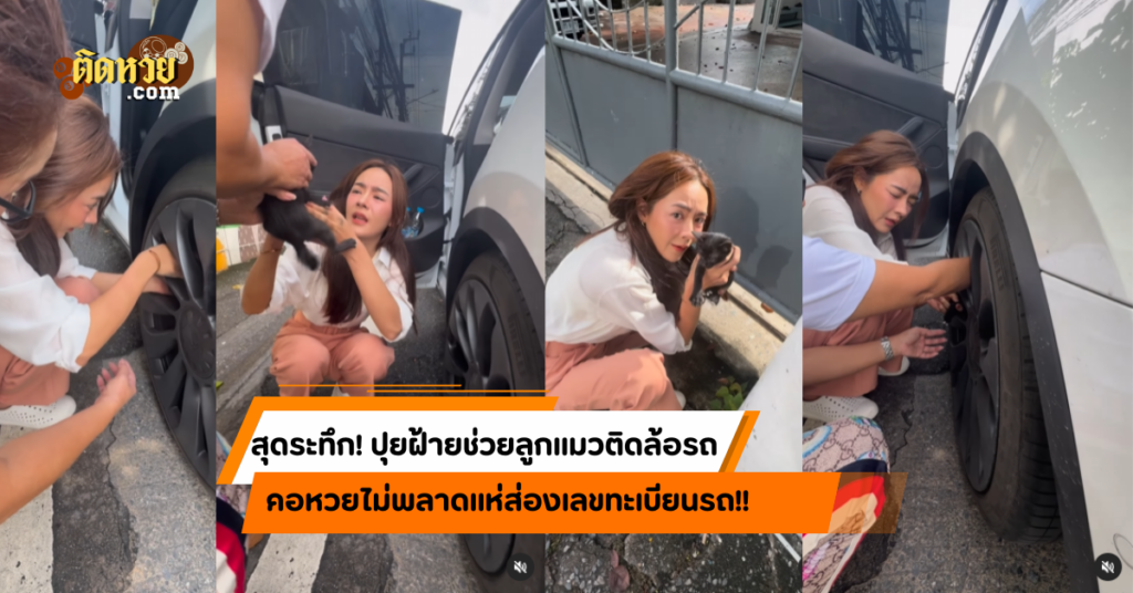 สุดระทึก! ปุยฝ้ายช่วยลูกแมว คอหวยแห่ส่องทะเบียนรถ!!