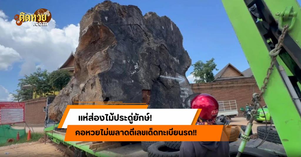 ฮือฮา! ชาวบ้านแห่ส่องไม้ประดู่ยักษ์ ราคาหลัก 10 ล้าน