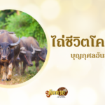 เคล็ดลับการเสริมดวงในปี 2567 ตามหลักฮวงจุ้ย