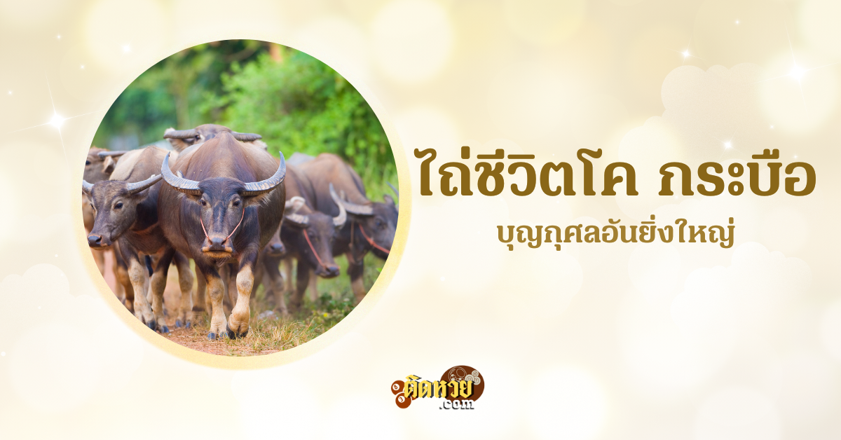 บุญกุศลจากการทำบุญไถ่ชีวิตโค กระบือ