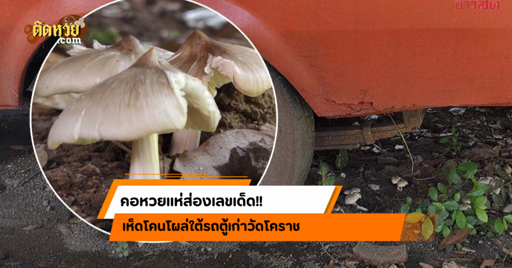 ชาวบ้านแห่ส่องเลขเด็ด เห็ดโคนงอกใต้รถตู้เก่าวัดโคราช!!