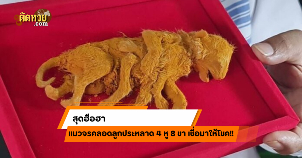 ฮือฮา! แมวจรคลอดลูกประหลาด 4 หู 8 ขา เชื่อมาให้โชค!!