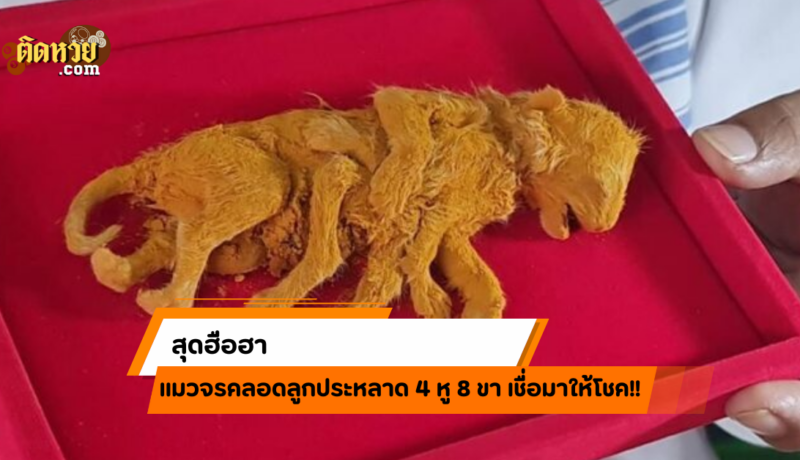 ฮือฮา! แมวจรคลอดลูกประหลาด 4 หู 8 ขา เชื่อมาให้โชค!!