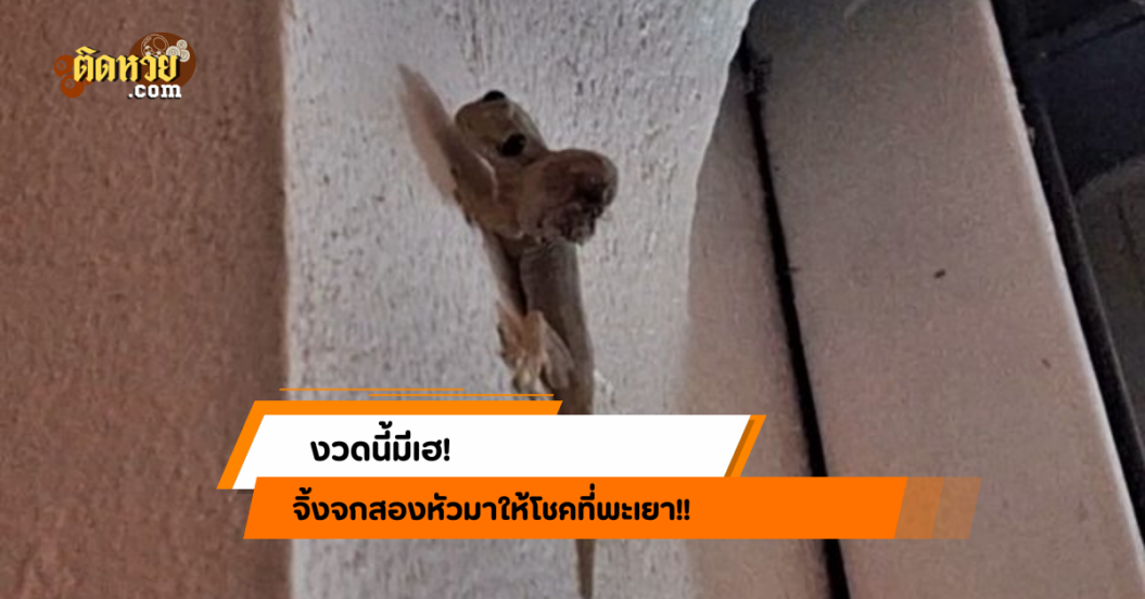 งวดนี้มีเฮ! จิ้งจกสองหัวมาให้โชคที่พะเยา