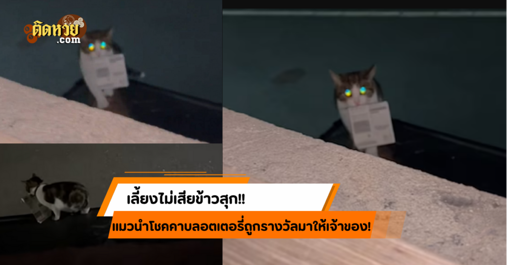 แมวเจ้านำโชค คาบลอตเตอรี่ถูกรางวัลมาให้เจ้าของ!!